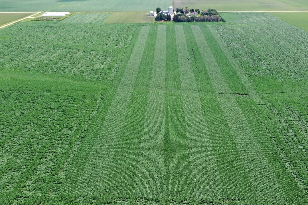 Agricultural crops collage